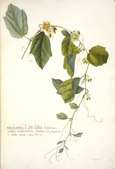 Passiflora holosericea (Passion Flower) by Georg Dionysius Ehret